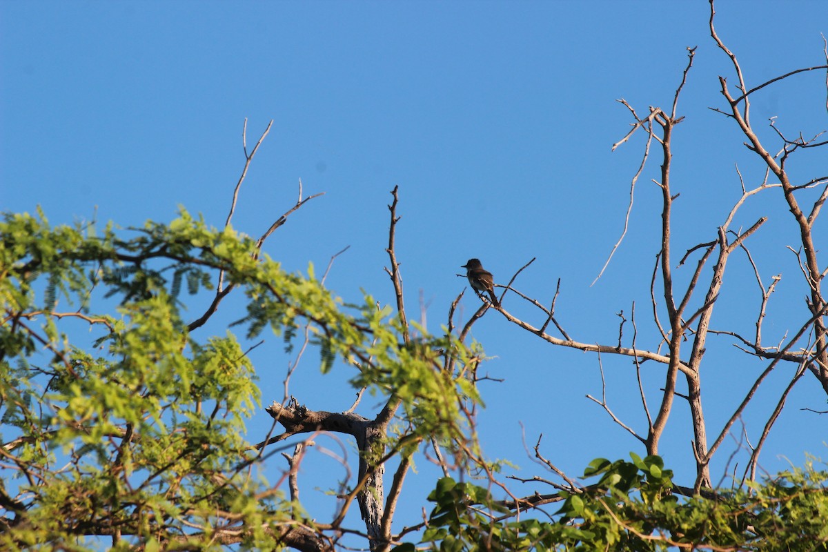 Puerto Rican Flycatcher - ML645802320