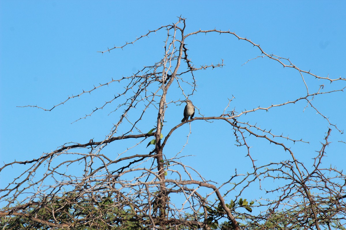 Northern Mockingbird - ML645802327