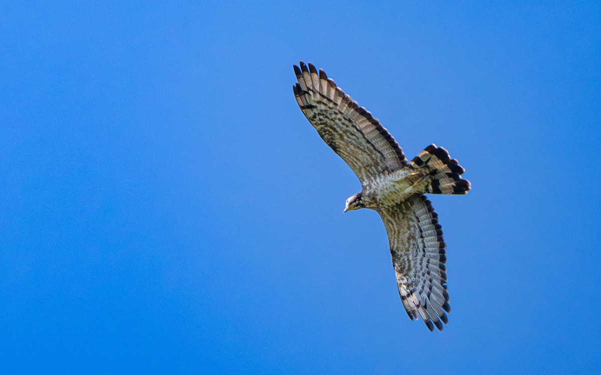 Oriental Honey-buzzard - ML645802337