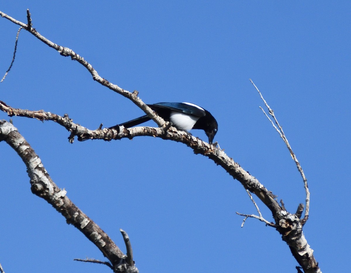 straka americká - ML645802339