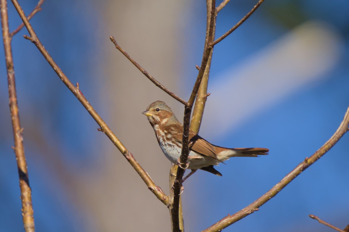 Fox Sparrow - ML645802340
