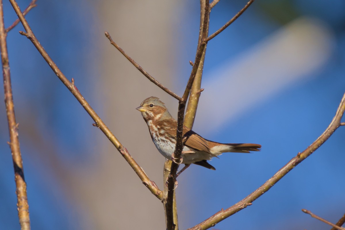 Fox Sparrow - ML645802341
