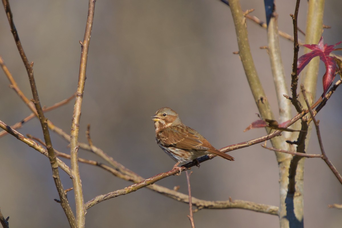 Fox Sparrow - ML645802342