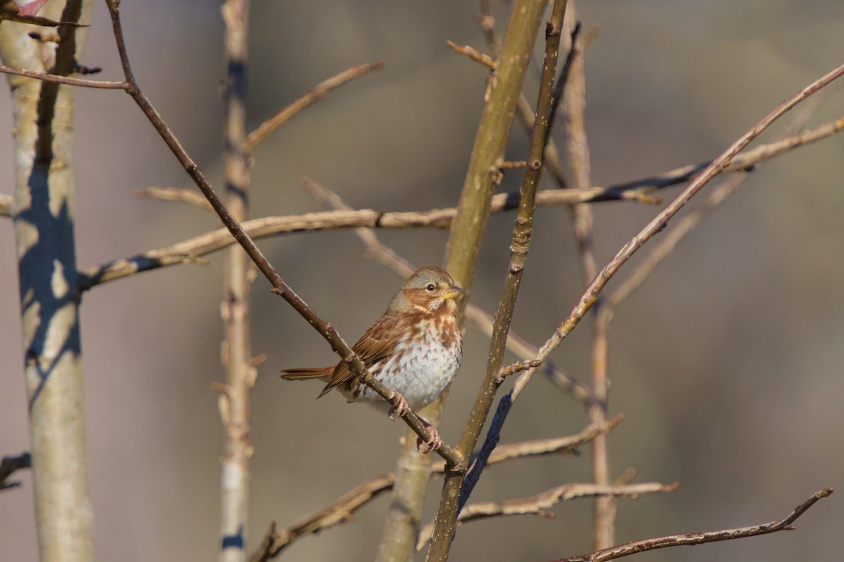 Fox Sparrow - ML645802343