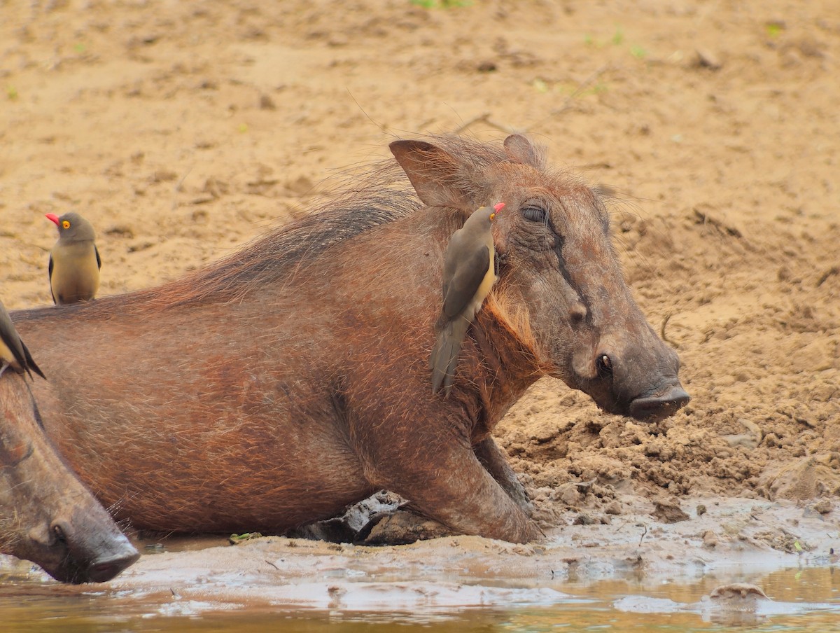 rødnebboksehakker - ML645802350