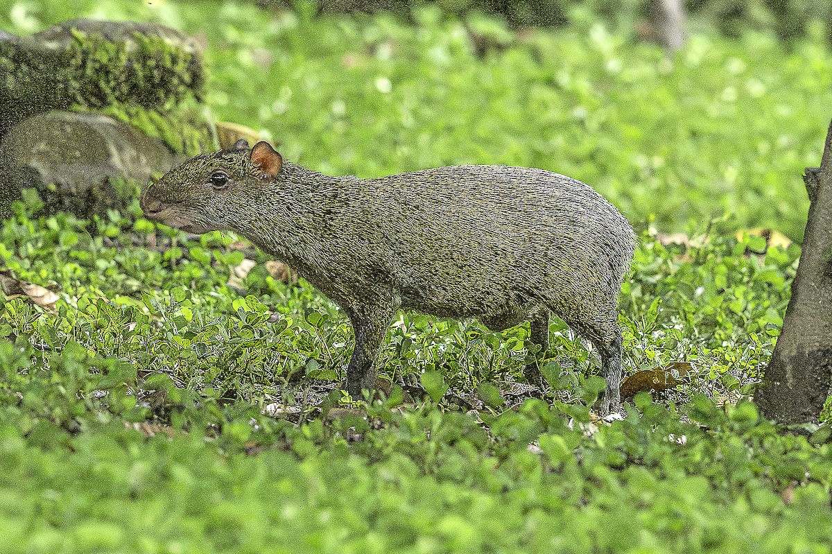 Central American Agouti - ML645802358
