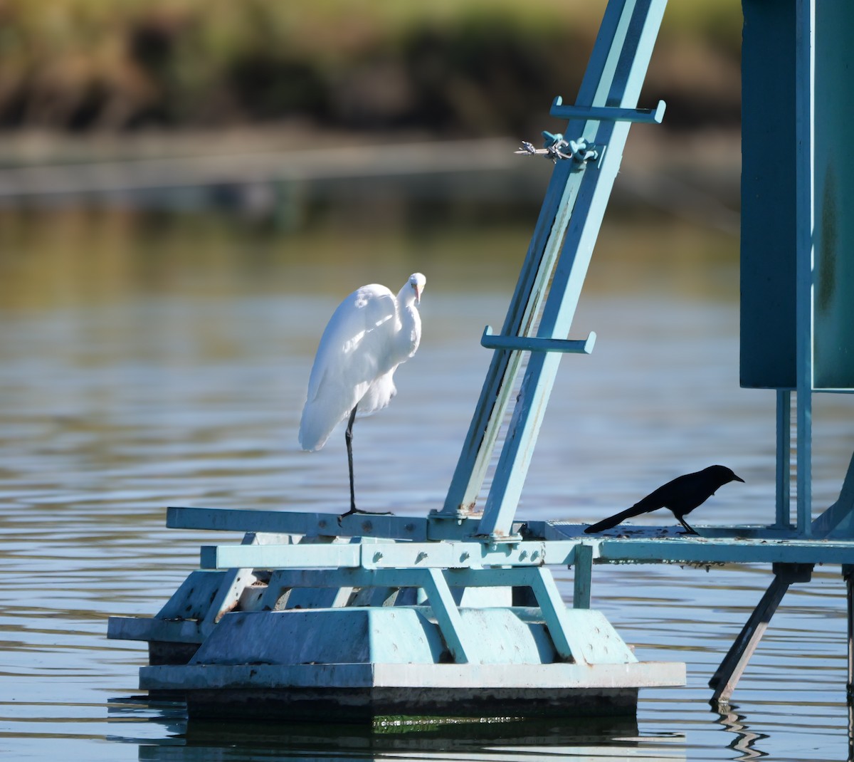 Garceta Grande - ML645802379