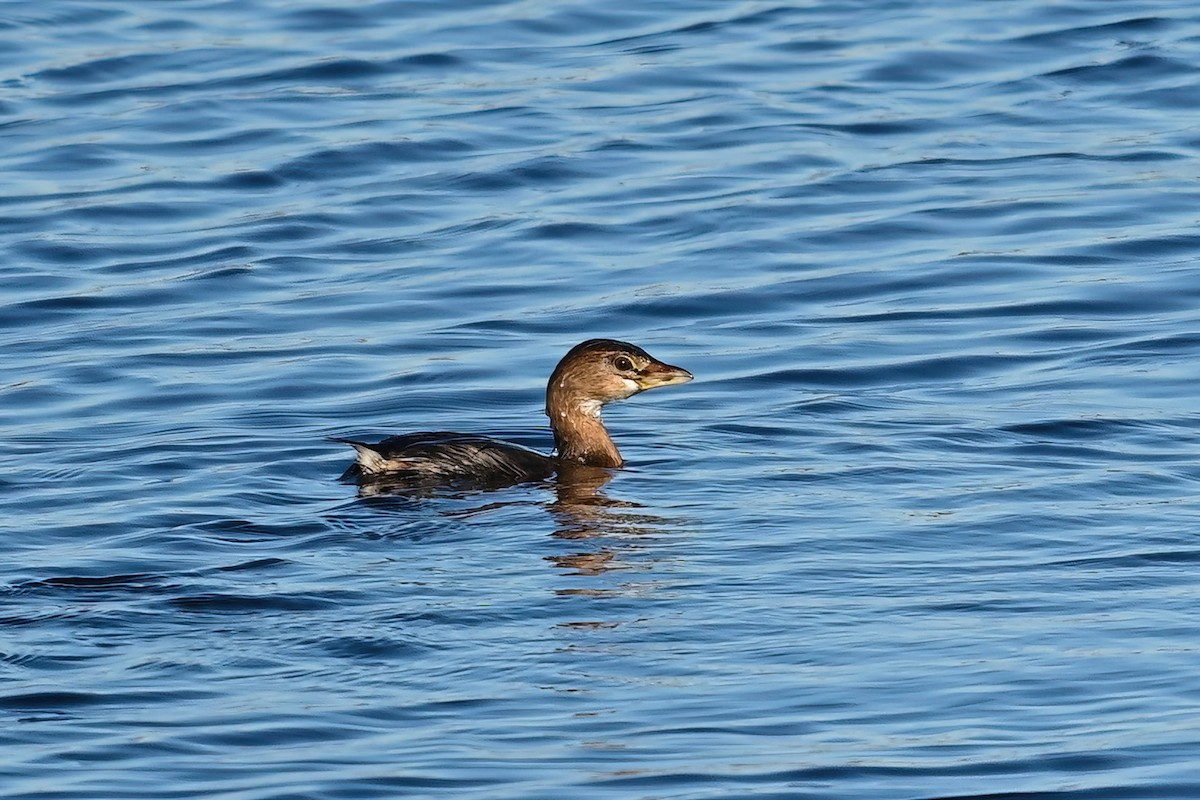 Pied-billed Grebe - ML645802380