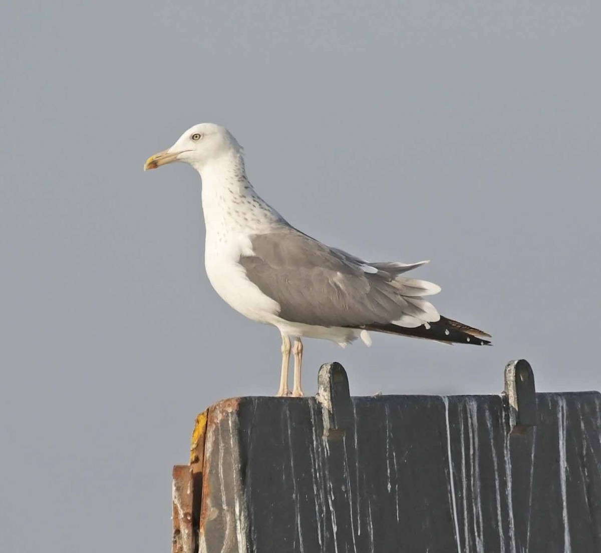 Lesser Black-backed Gull (Steppe) - ML645802381