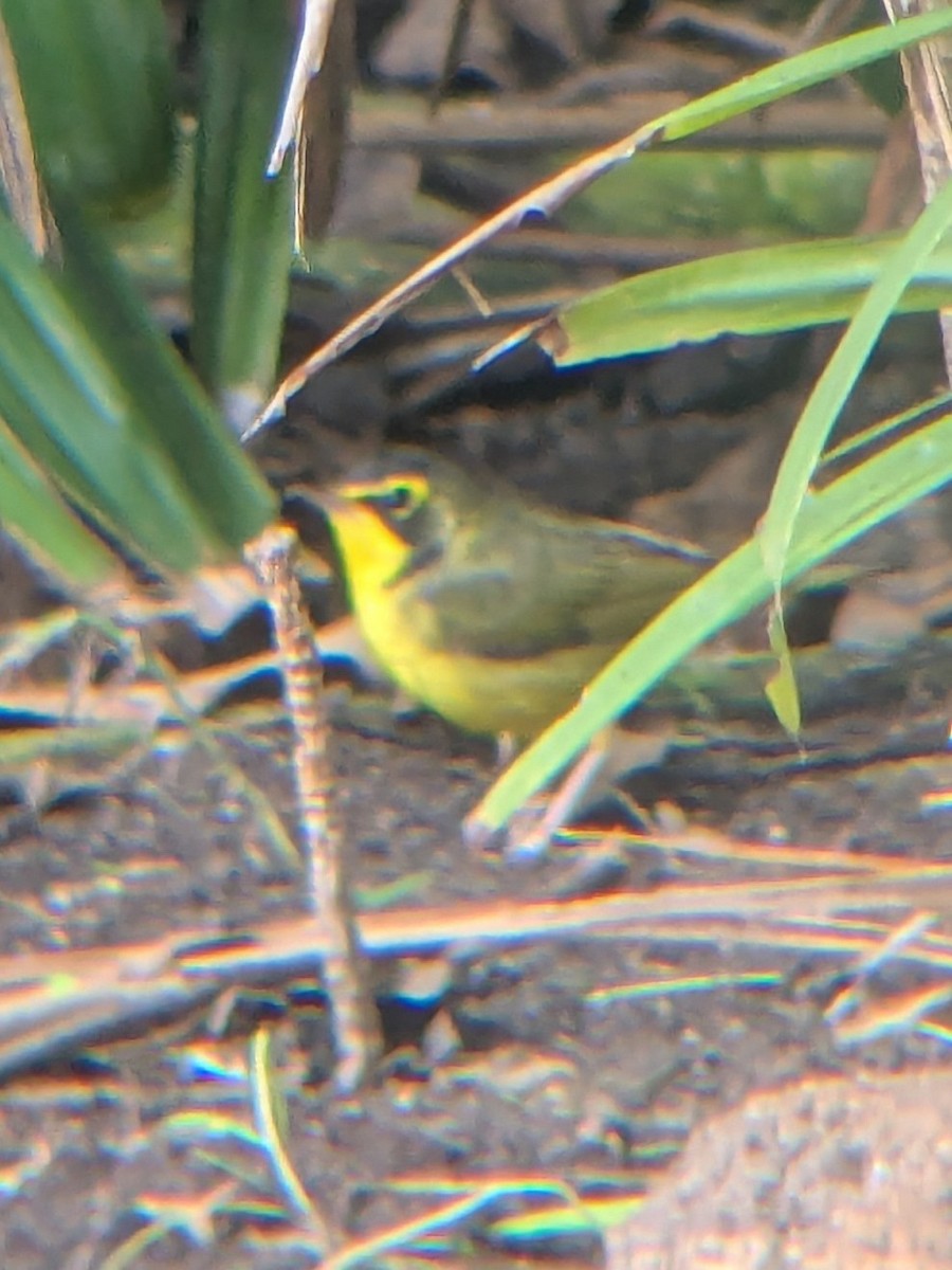 kentuckyparula - ML645802389