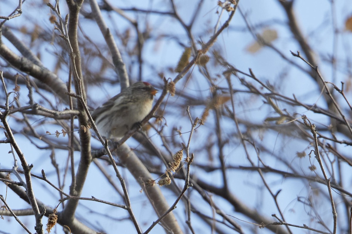 Redpoll - ML645802392