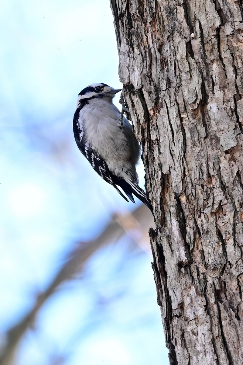 Downy Woodpecker - ML645802393