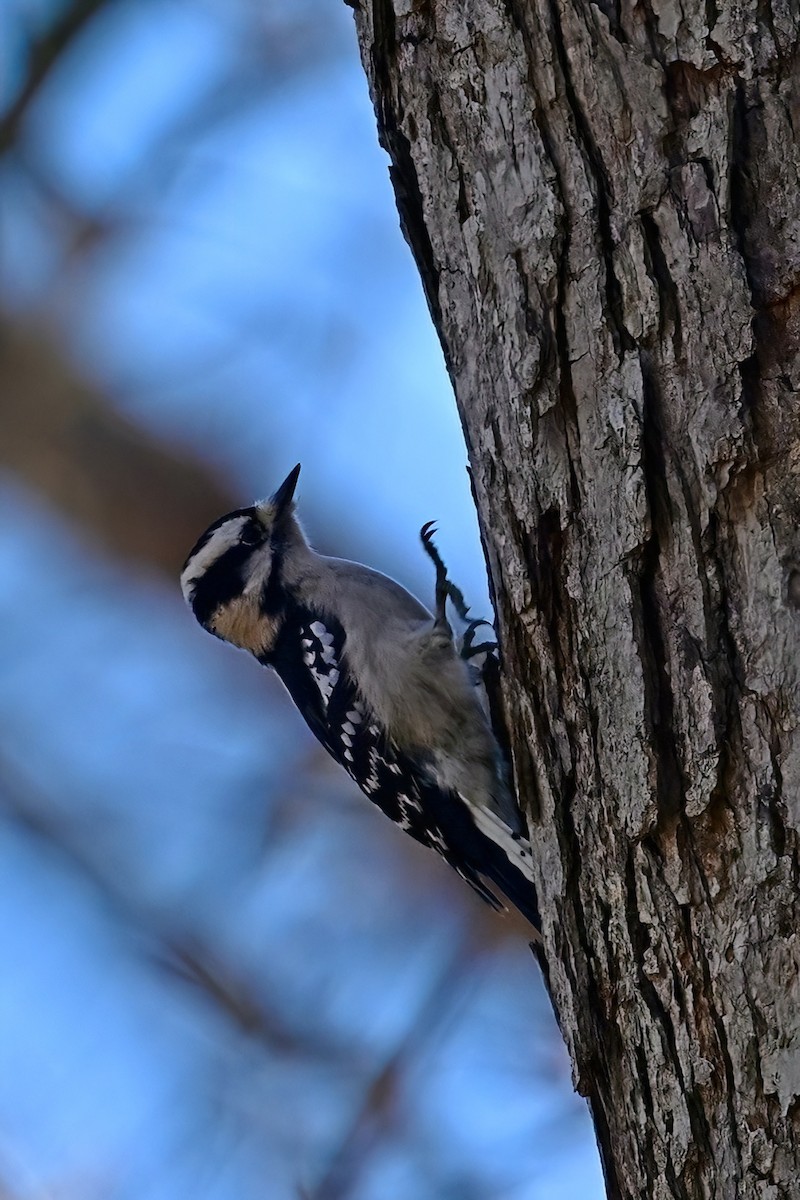 Downy Woodpecker - ML645802394