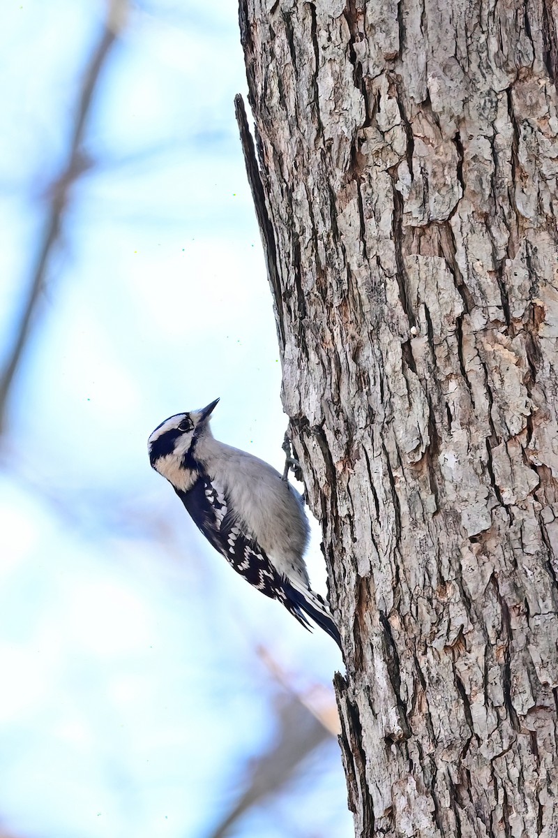 Downy Woodpecker - ML645802395