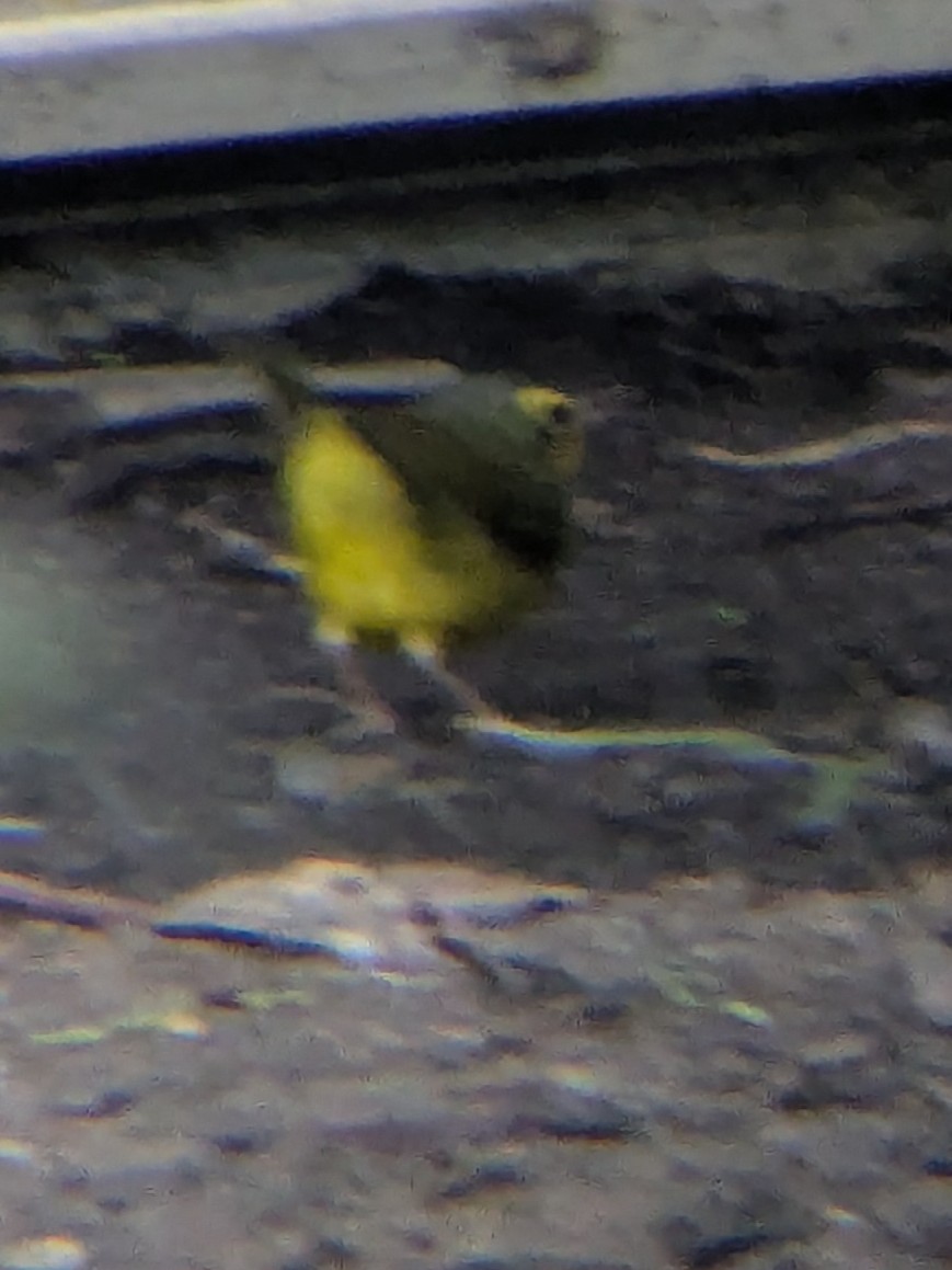 kentuckyparula - ML645802396