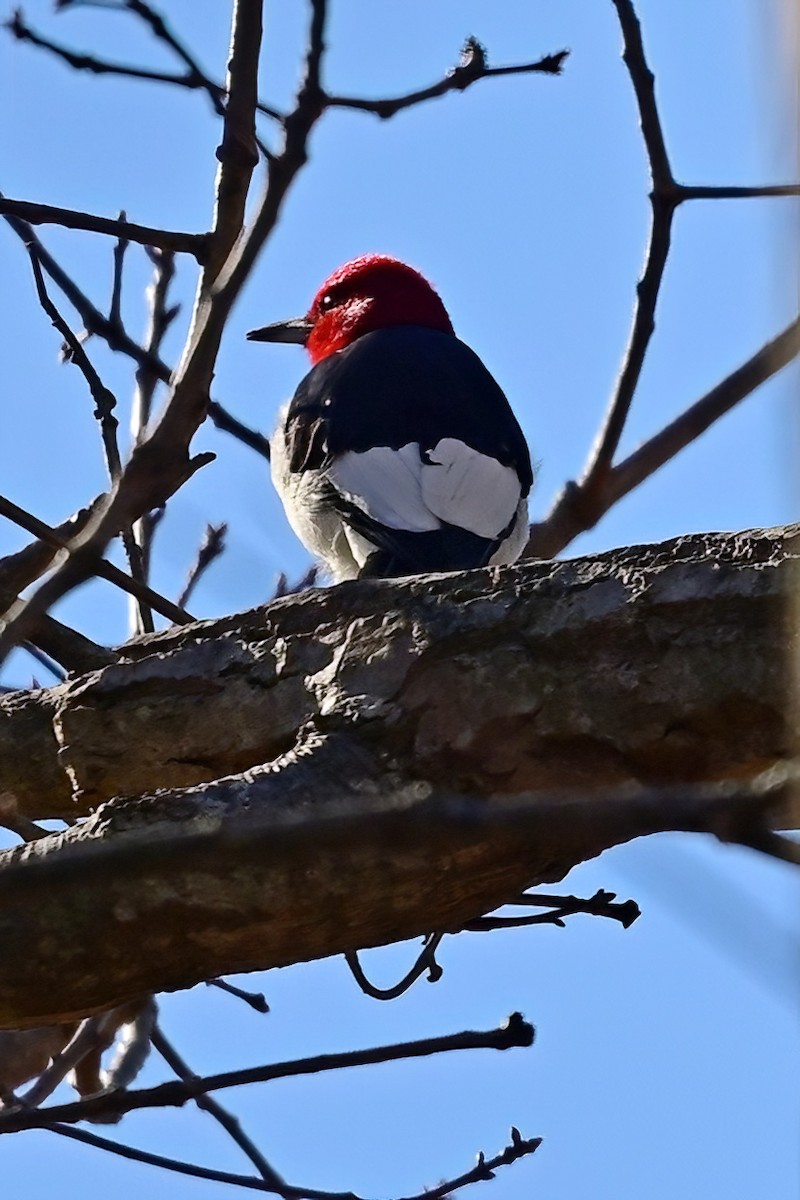 Red-headed Woodpecker - ML645802400