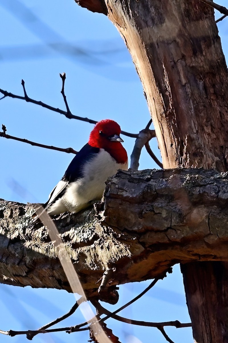 Red-headed Woodpecker - ML645802402