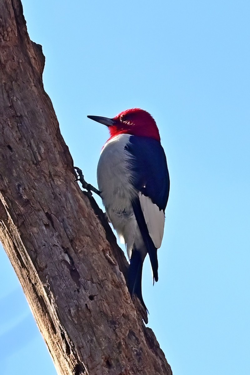 Red-headed Woodpecker - ML645802403
