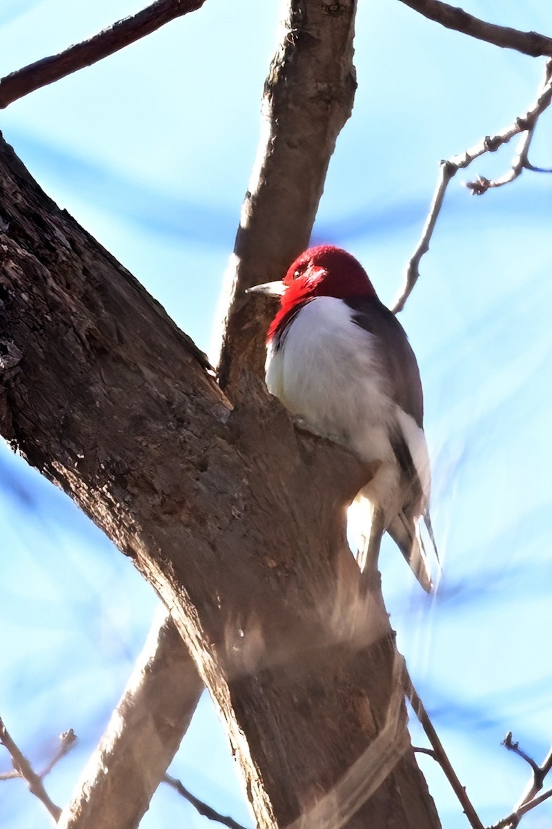 Red-headed Woodpecker - ML645802404
