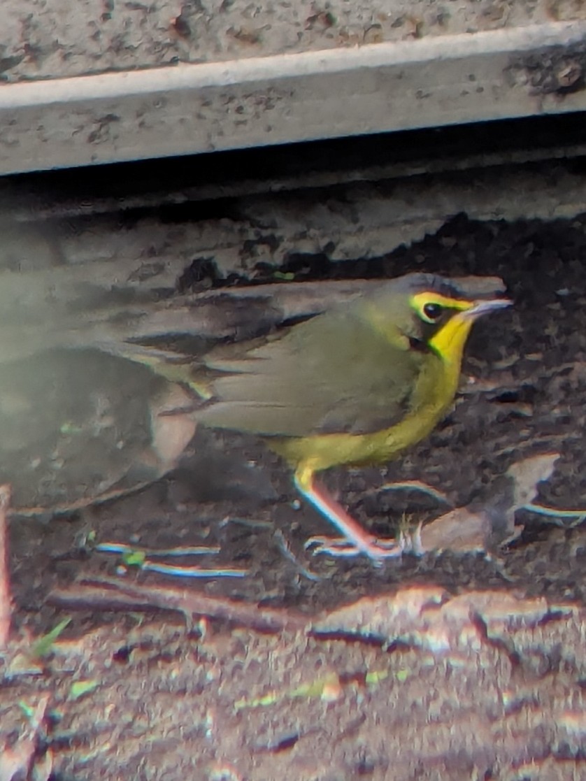 kentuckyparula - ML645802407