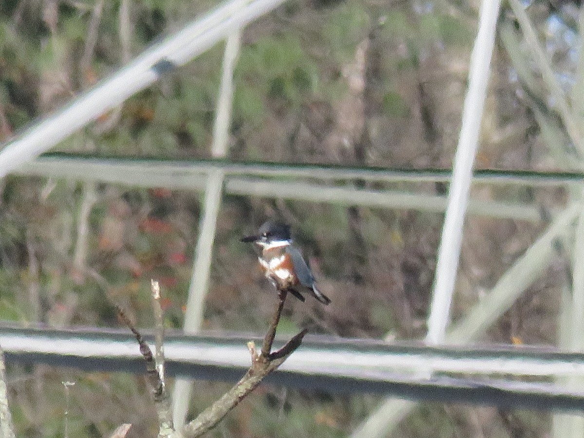 Belted Kingfisher - ML645802411