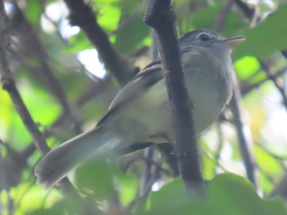 Mosquero Pechigrís - ML645802424