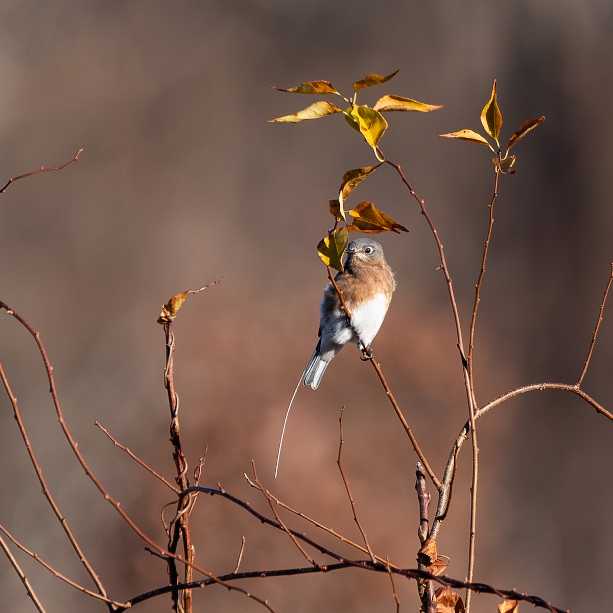 Eastern Bluebird - ML645802429