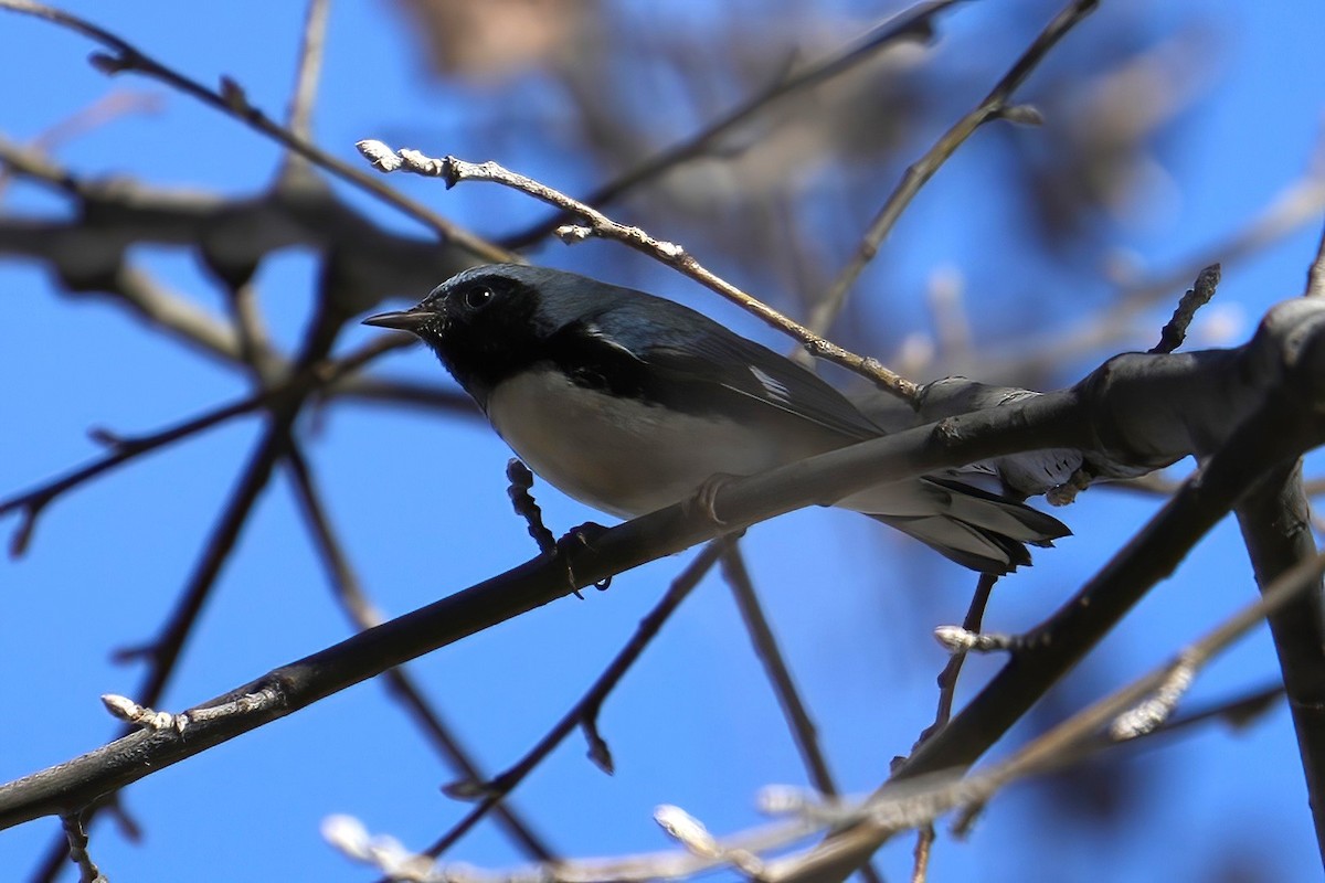 Black-throated Blue Warbler - ML645802430