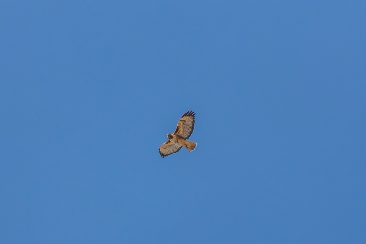 Red-tailed Hawk - ML645802434