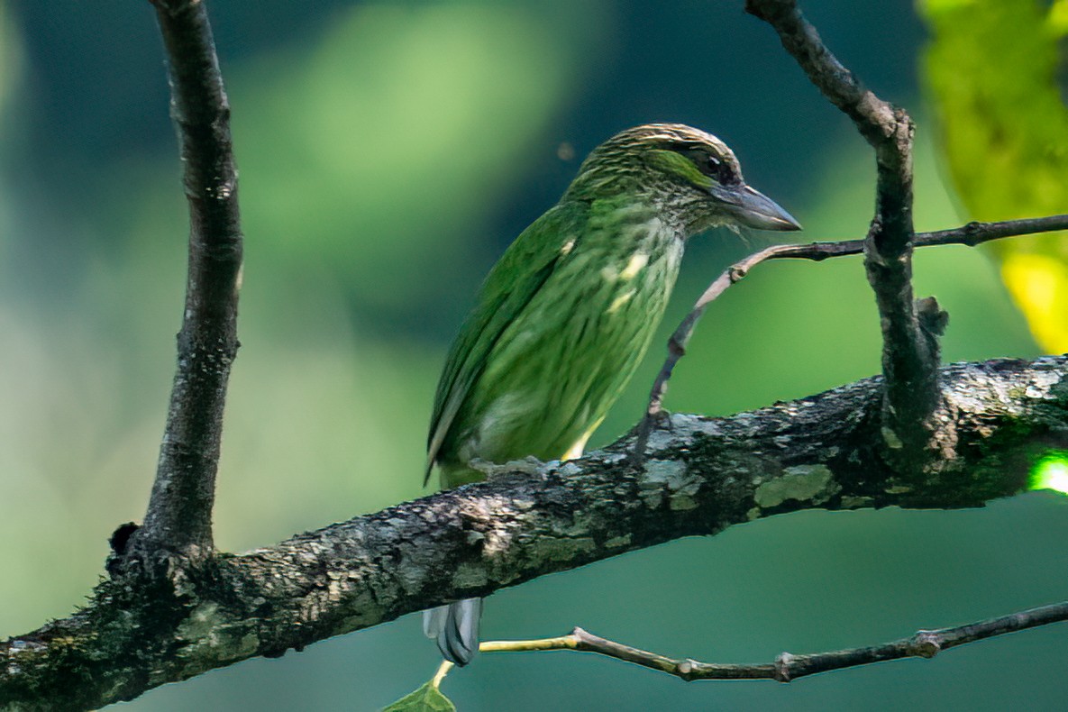 Green-eared Barbet - ML645802436