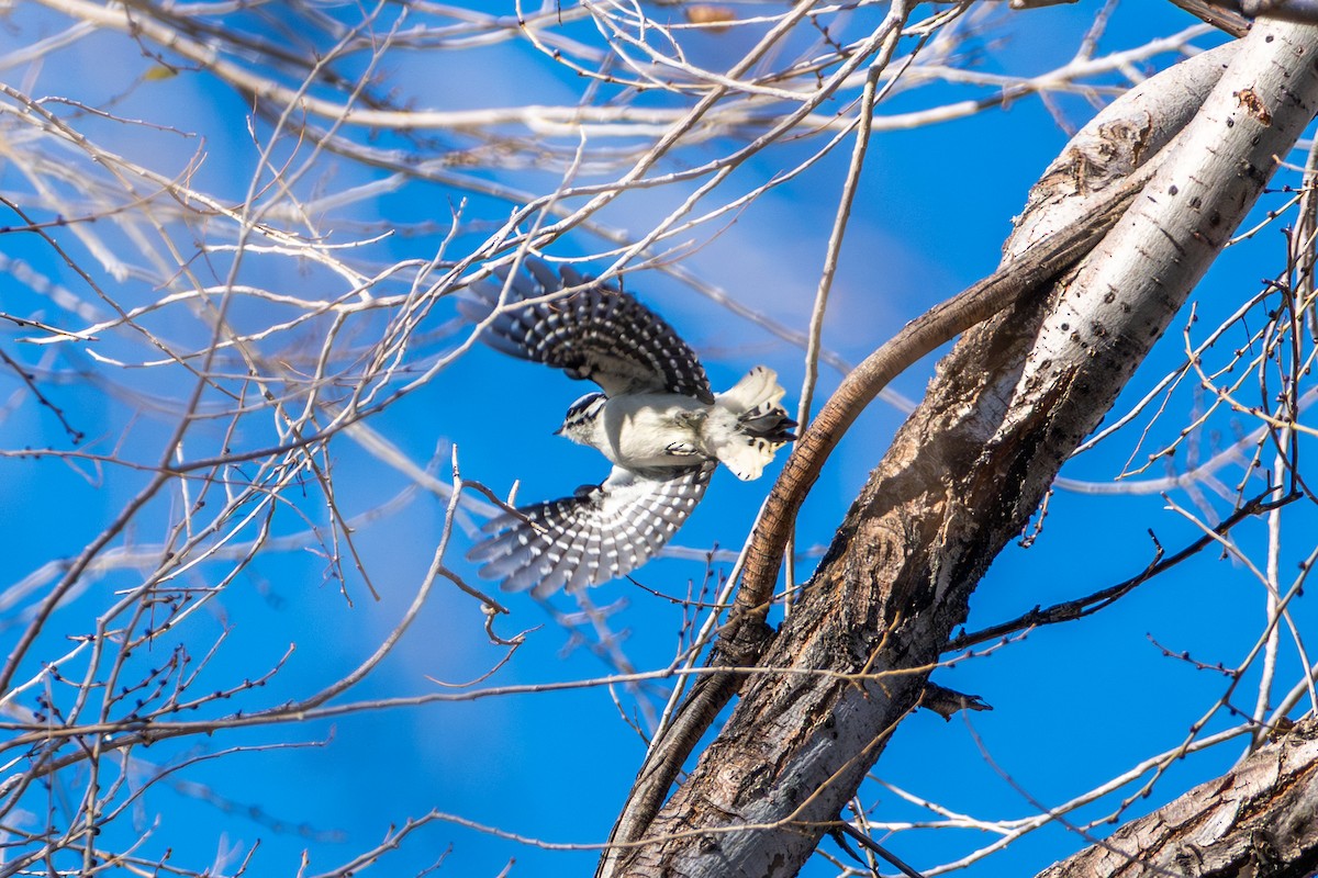 Downy Woodpecker - ML645802438