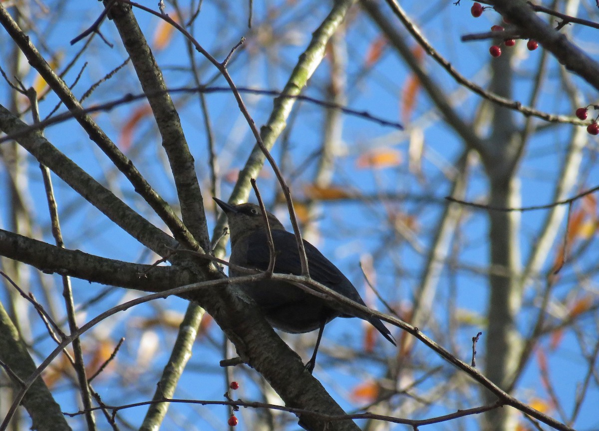 Rusty Blackbird - ML645802441