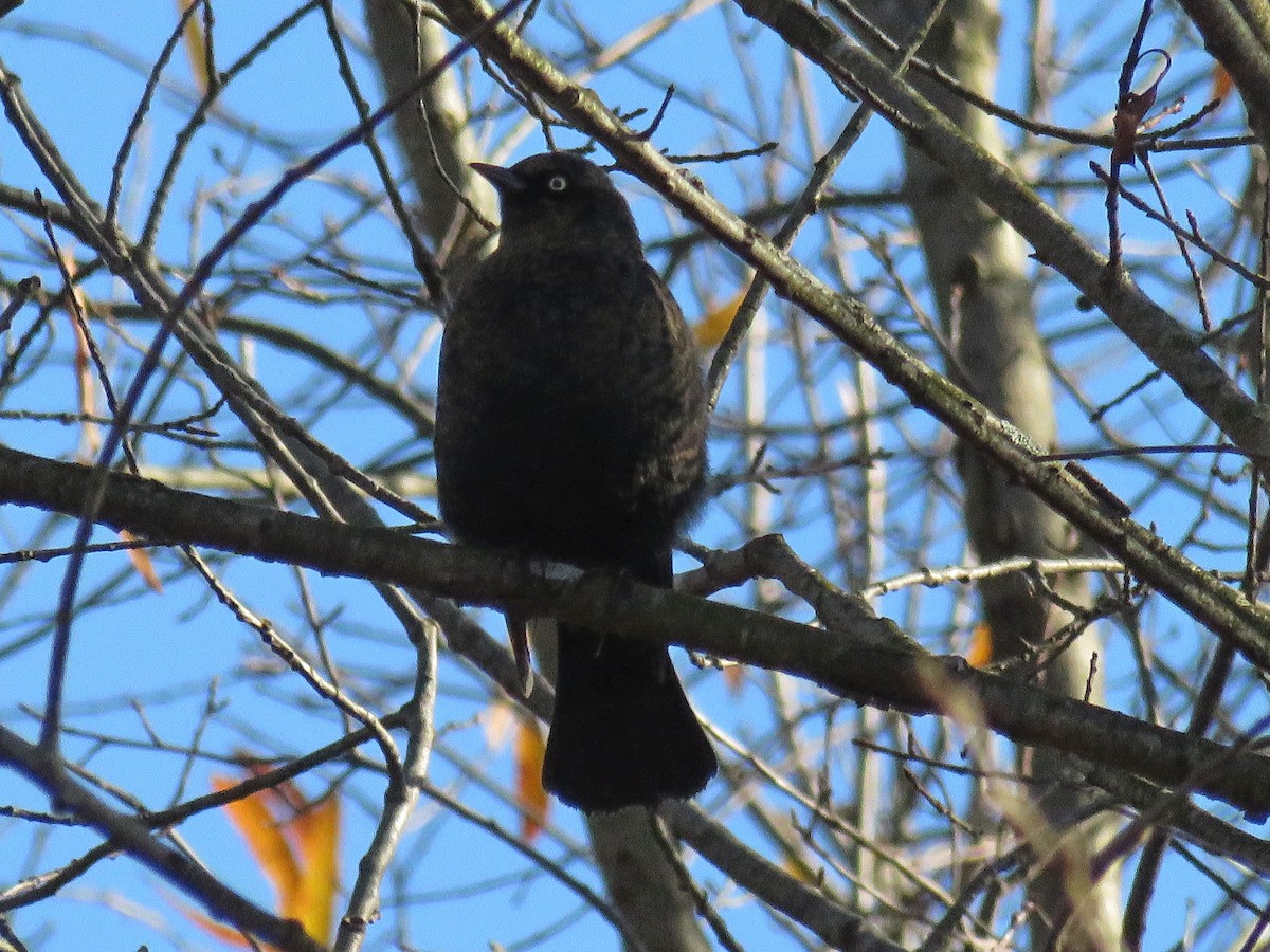 Rusty Blackbird - ML645802443