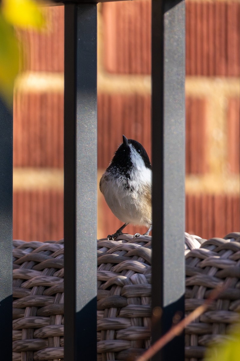 Black-capped Chickadee - ML645802449