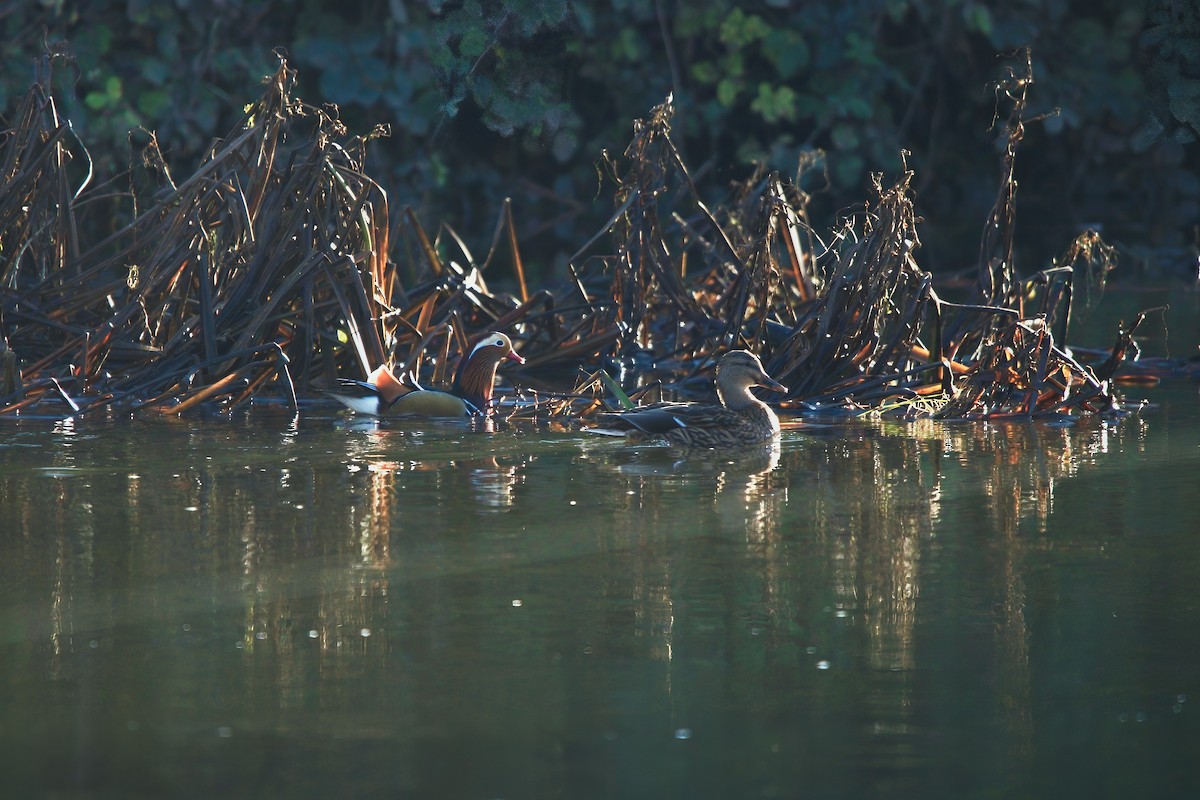 Mandarinente - ML645802485