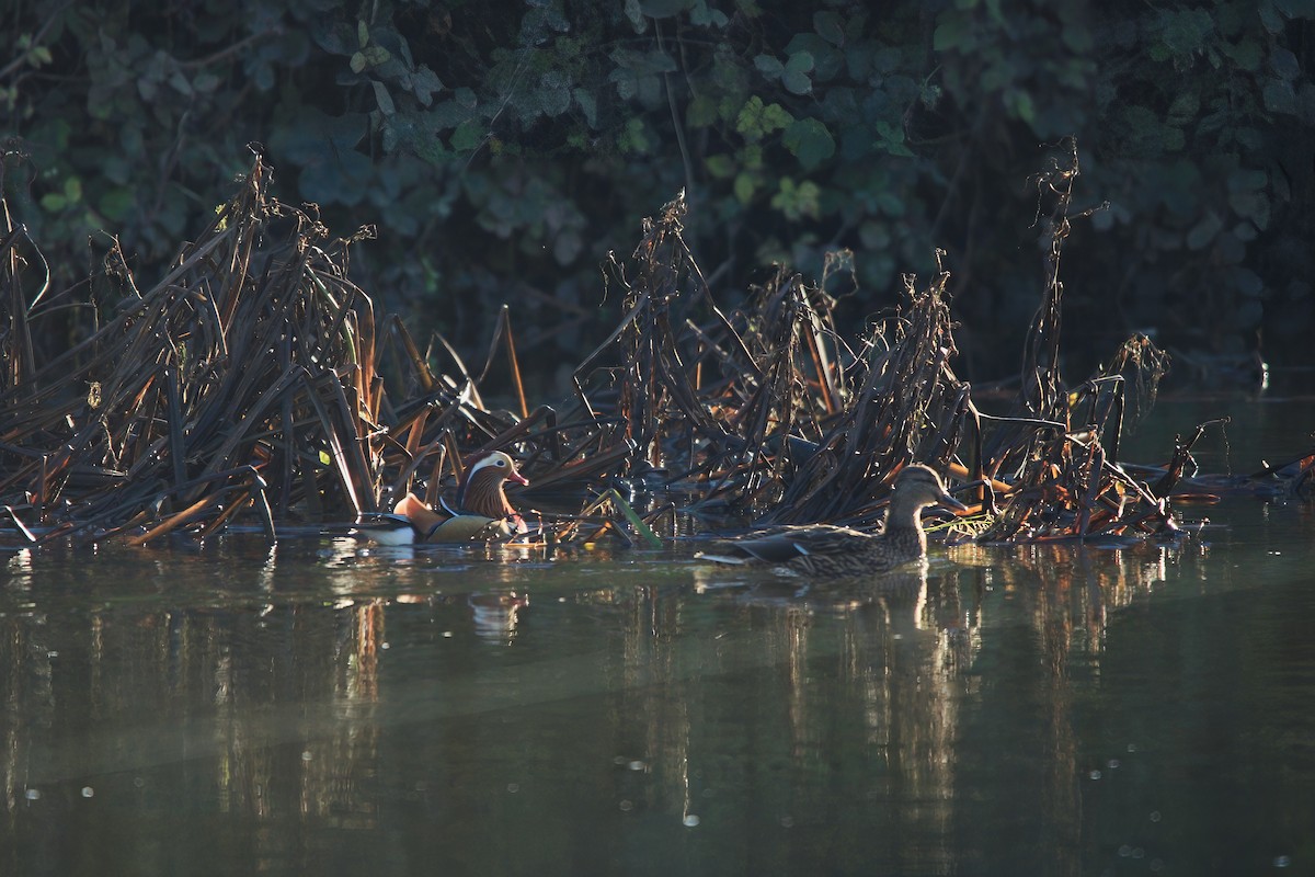 Mandarinente - ML645802491