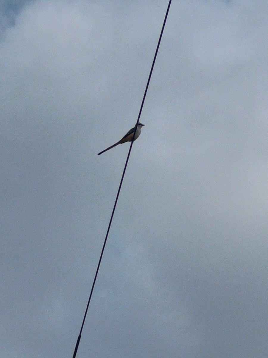 Scissor-tailed Flycatcher - ML645802492