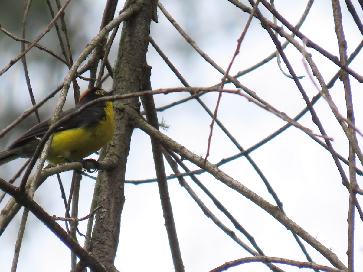 Spectacled Redstart - ML645802497