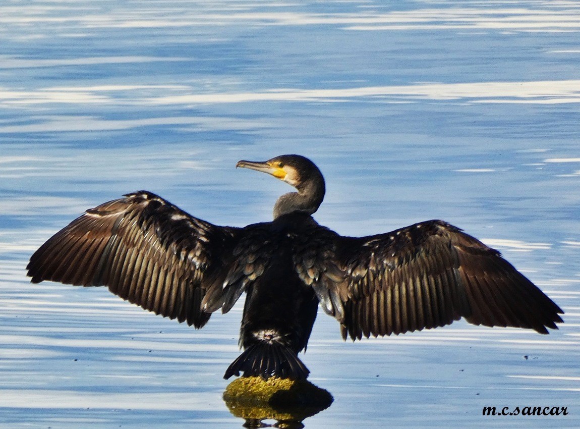 kormorán velký - ML645802499