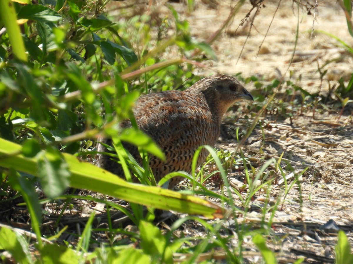 Brown Quail - ML645802500