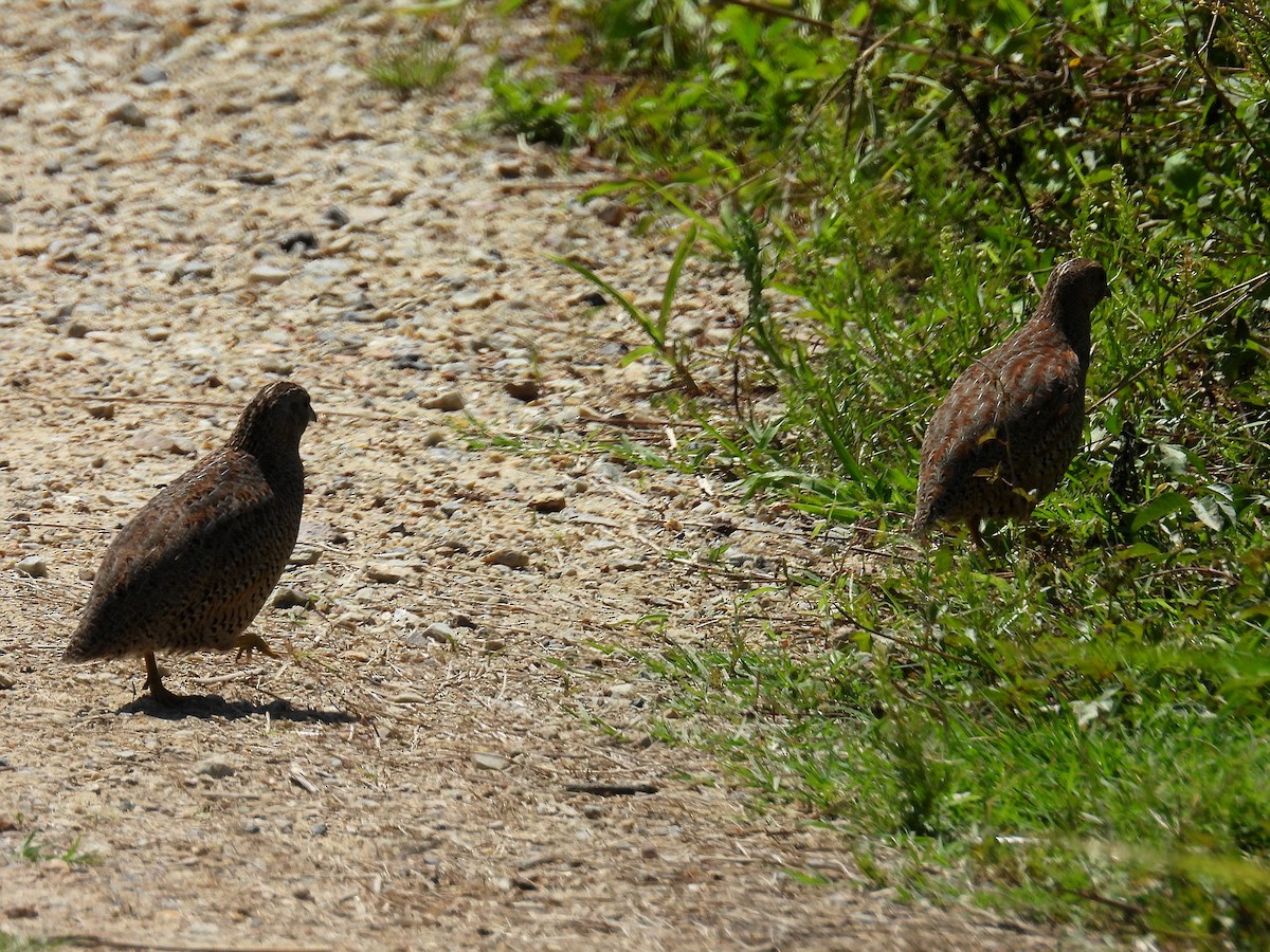 Brown Quail - ML645802501