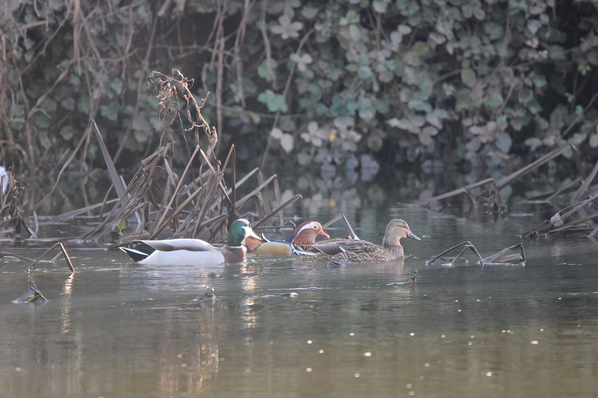 Mandarinente - ML645802502