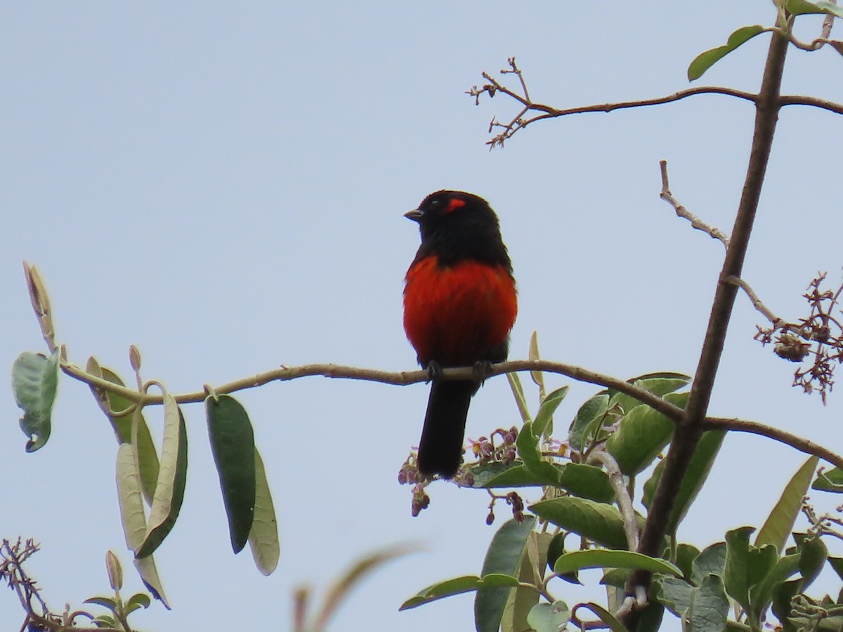 Scarlet-bellied Mountain Tanager - ML645802507