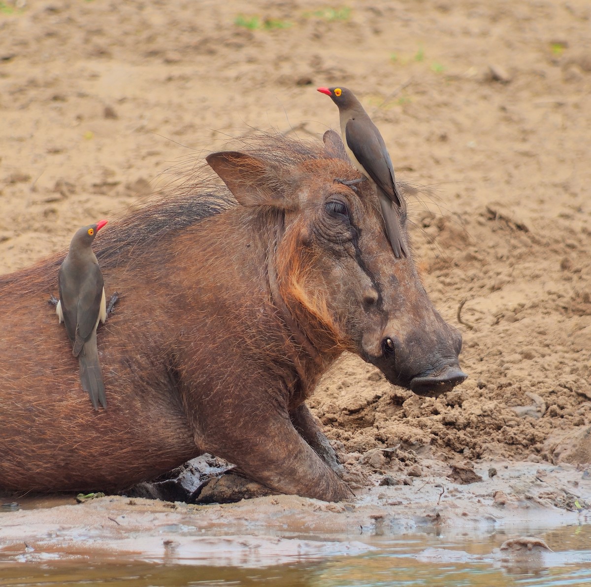 rødnebboksehakker - ML645802508