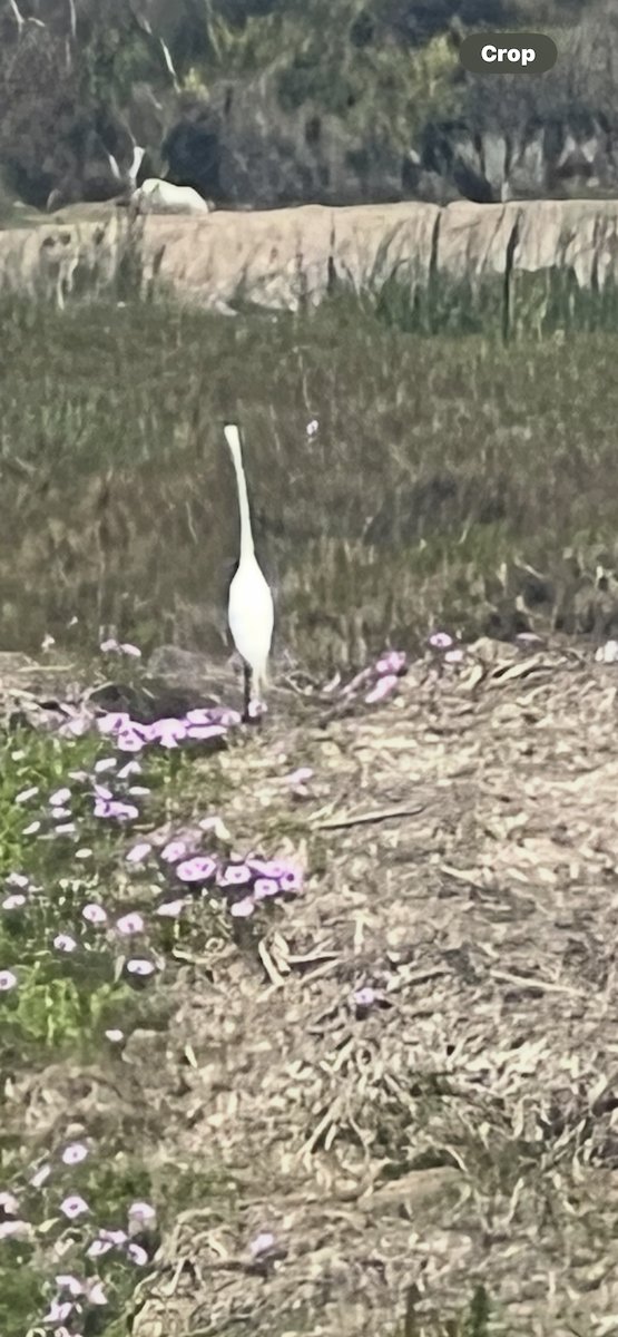 Garceta Grande - ML645802511