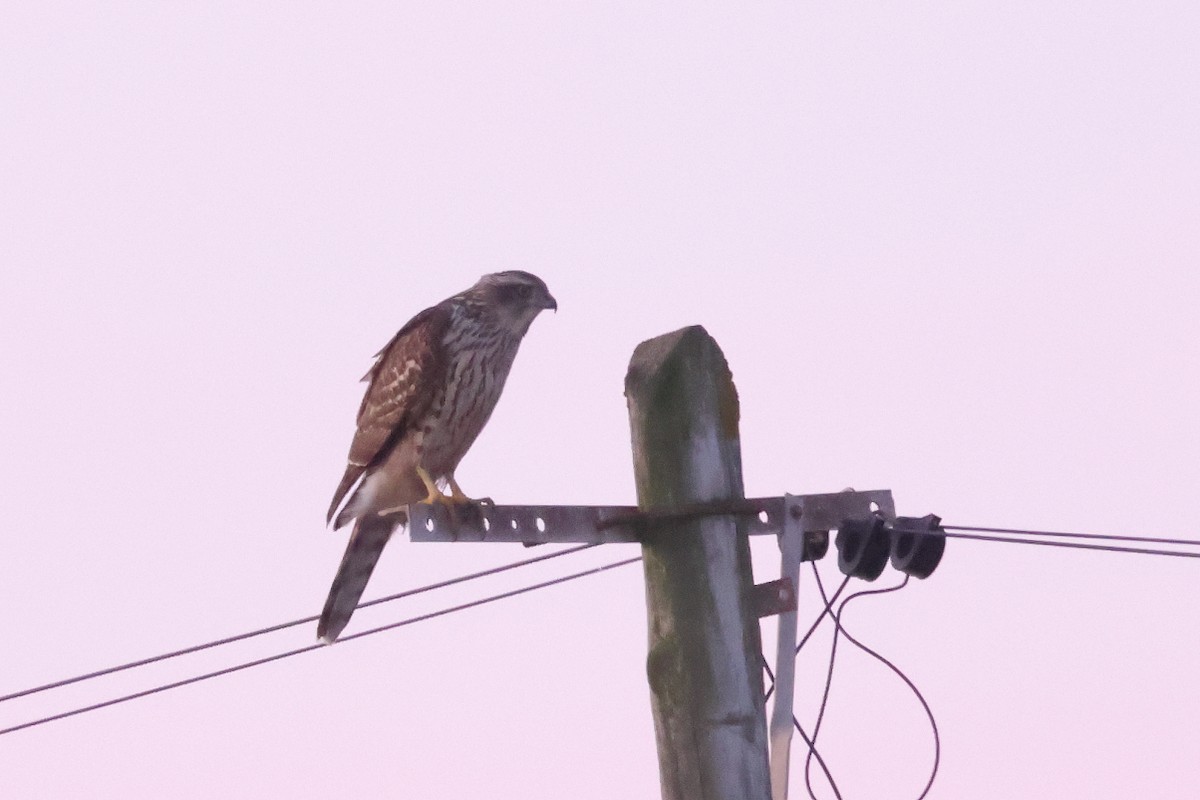 jestřáb lesní - ML645802527