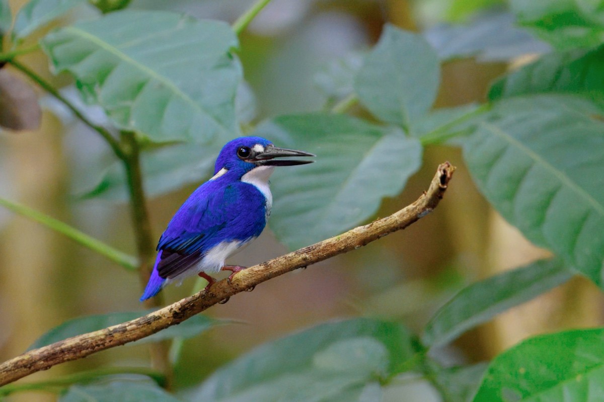 ヒメミツユビカワセミ - ML645802529