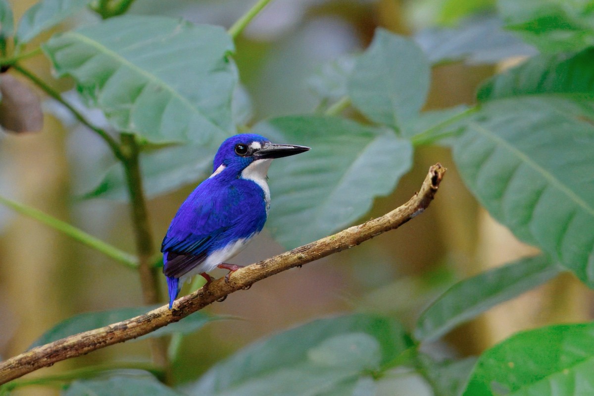 ヒメミツユビカワセミ - ML645802530