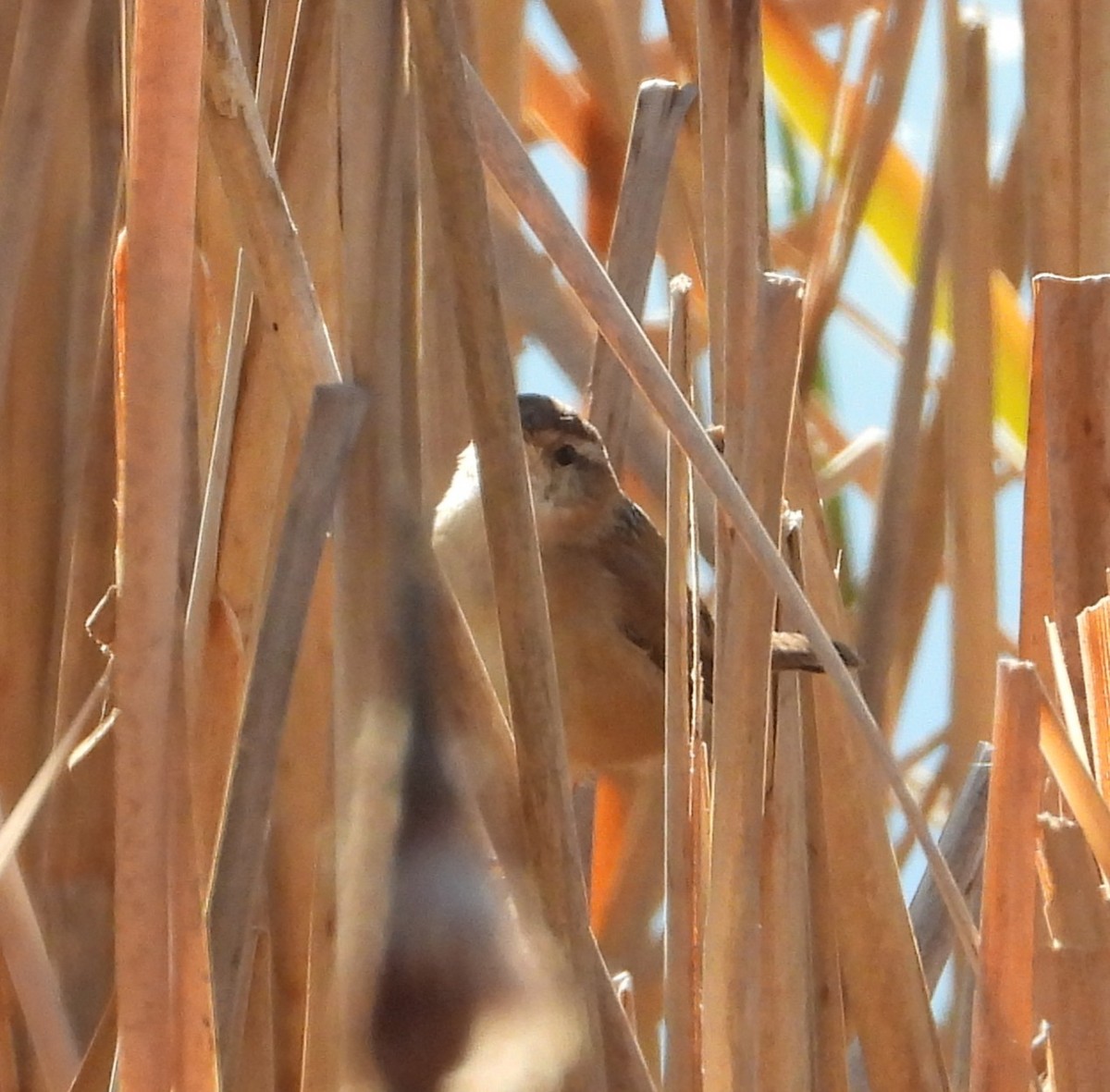 Marsh Wren - ML645802533