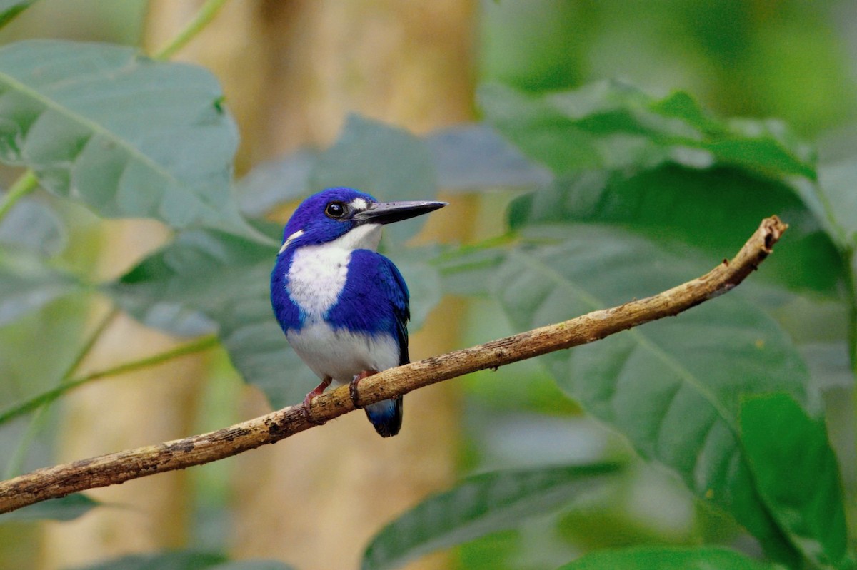 ヒメミツユビカワセミ - ML645802534